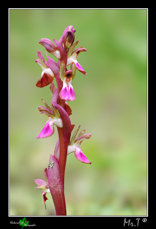 Orchis collina